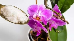 Ridare vita alle orchidee: guida all’uso dell’aglio in polvere