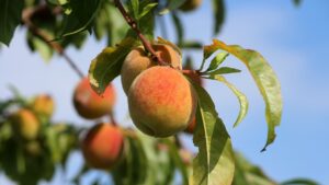 Albero di pesca bianca: come prendersene cura