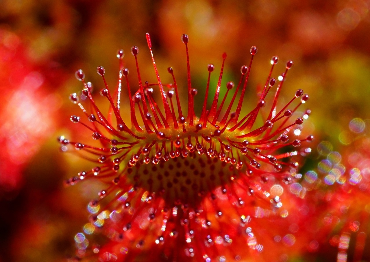 Drosera capensis 