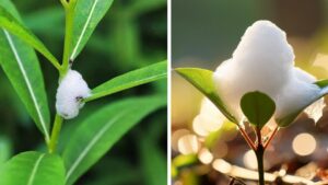 Svelato il mistero della schiuma bianca: scopriamo cosa sono le cicaline schiumose e il loro impatto sulle piante