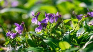 Violette selvatiche, tutti i benefici per la nostra salute e bellezza