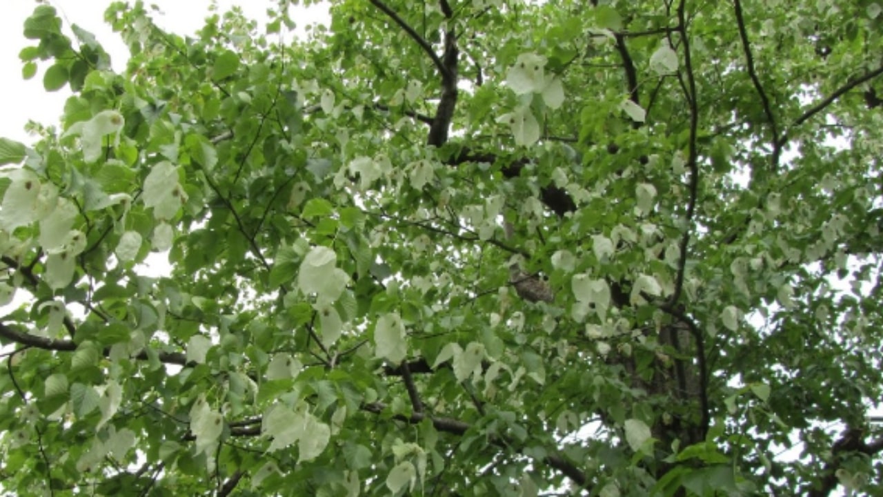 Albero dei fazzoletti: le caratteristiche