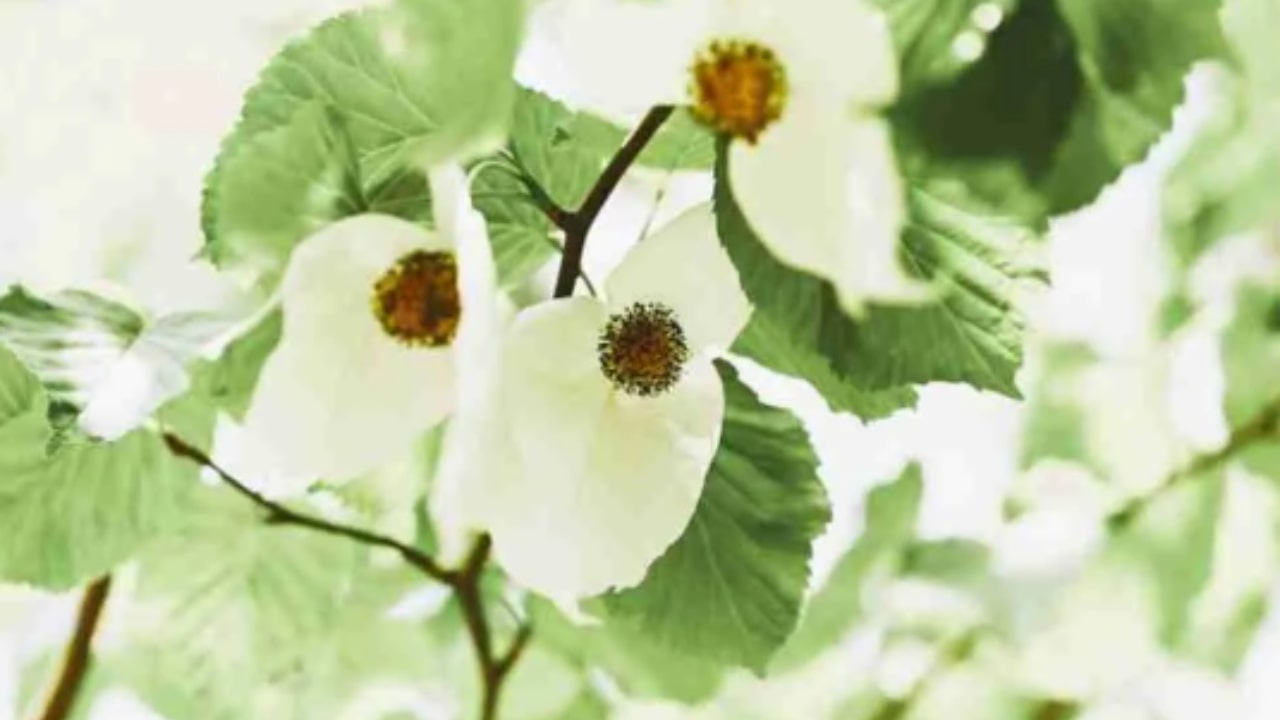 Le caratteristiche dei fiori dell'albero dei fazzoletti