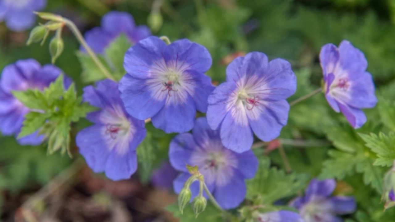 La bellezza del geranio blu