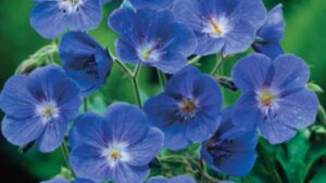 Geranio blu: una pianta da amare e da scoprire