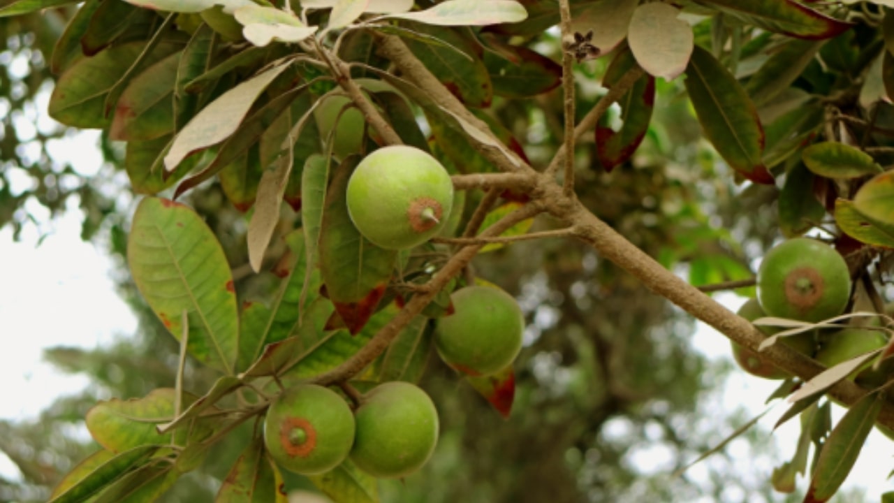 Le caratteristiche della Lucuma