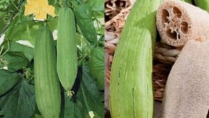 Luffa cylindrica: la spugna vegetale amica del mare