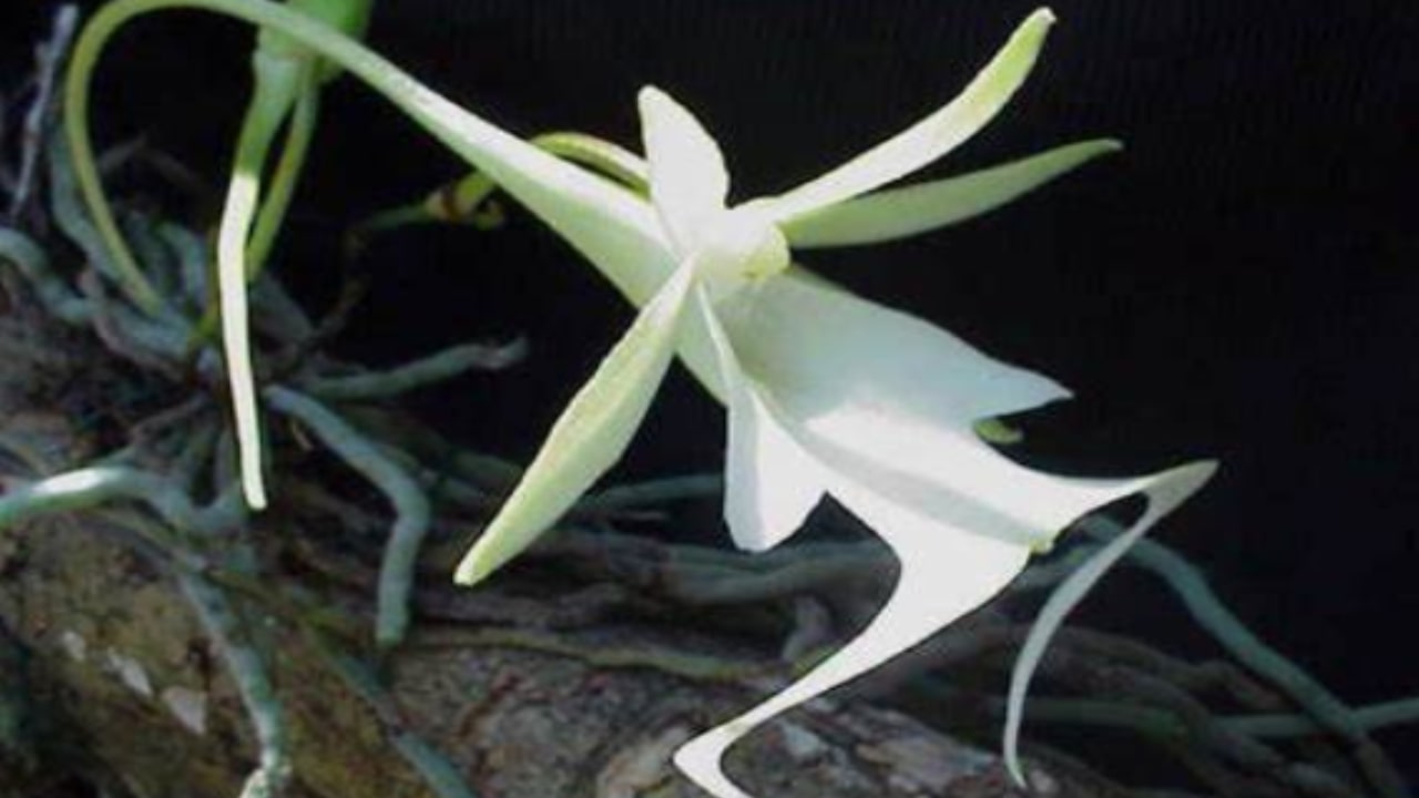 Le caratteristiche dell'Orchidea fantasma