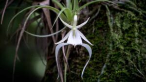 Orchidea fantasma: caratteristiche e significato del raro fiore senza foglie