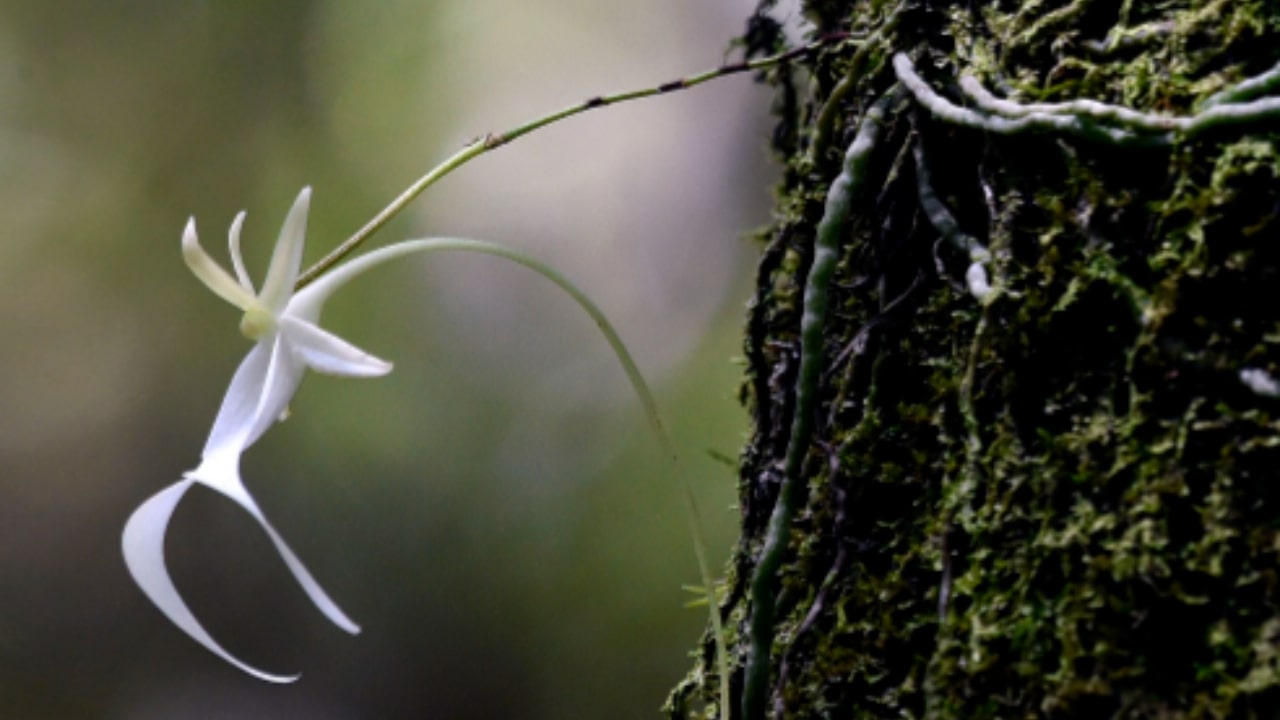 Cosa sapere sull'orchidea fantasma