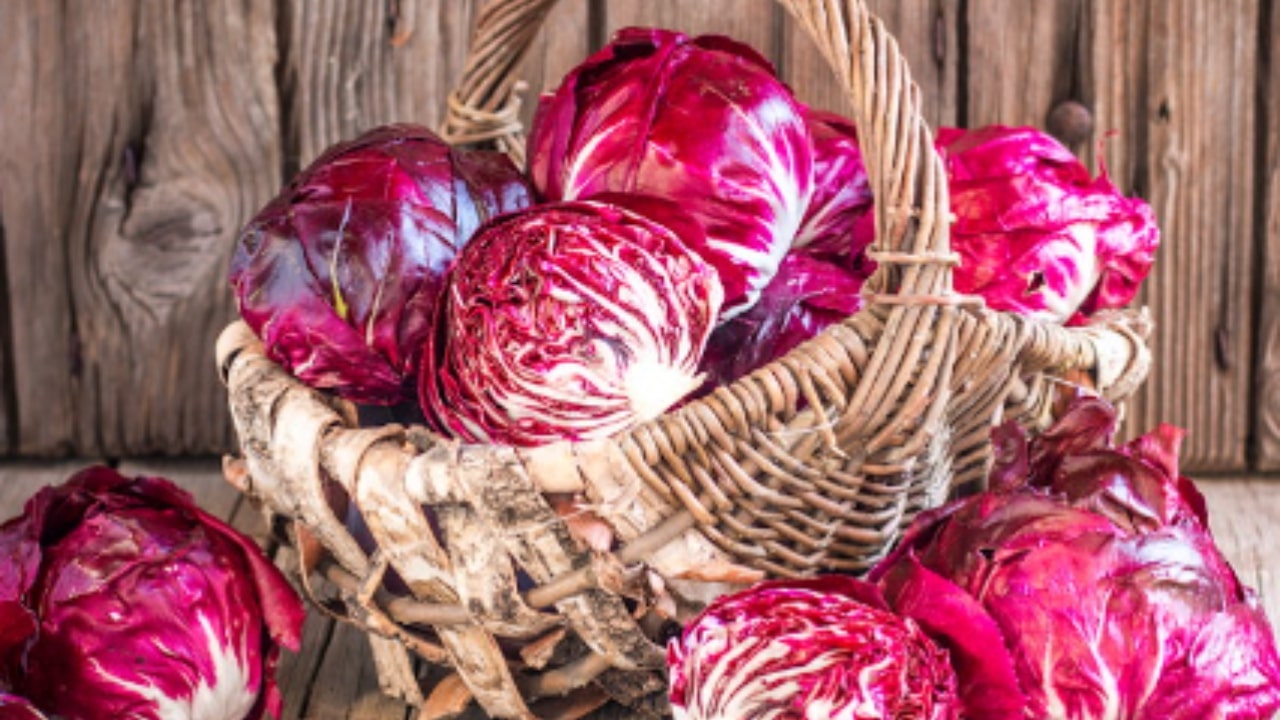 Cosa sapere sul radicchio