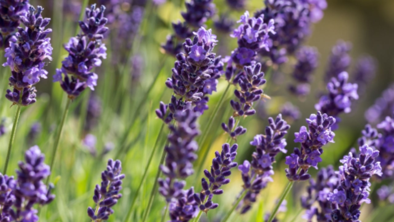 In che modo la Lavanda allontana le zanzare?