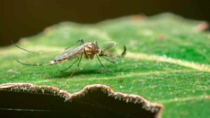 Le piante che allontanano le zanzare: cosa non può mancare sul terrazzo