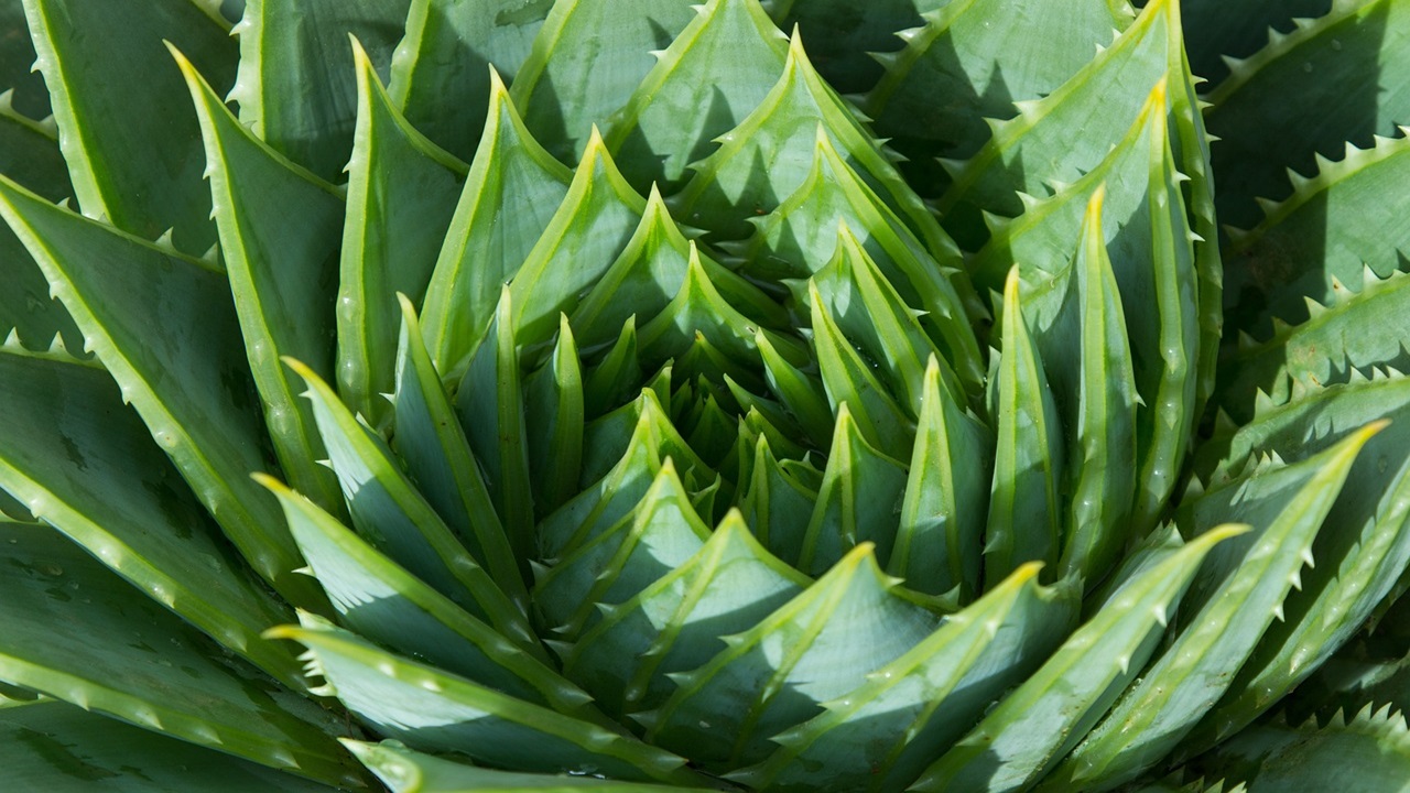 aloe errori