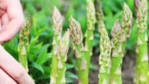 Come piantare gli asparagi con successo: il trucco furbo che pochi conoscono