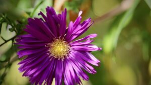 Astro, il fiore che dona colore e lucentezza: vi svegliamo perché non va coltivato all’interno degli appartamenti
