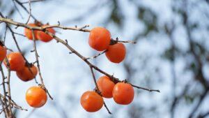 Albero di caco vaniglia: tra cura e curiosità, vi svegliamo le sue caratteristiche principali