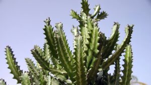 Cactus del castello delle fate, come prendersi cura dell’Acanthocereus tetragonus