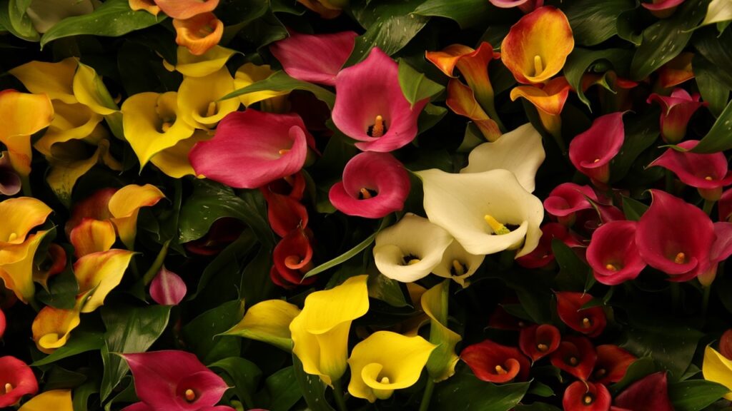 Calle, il significato dei colori nel linguaggio dei fiori
