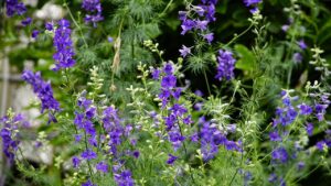 Delphinium grandiflorum, come prendersi cura di questo bellissimo fiore azzurro-blu