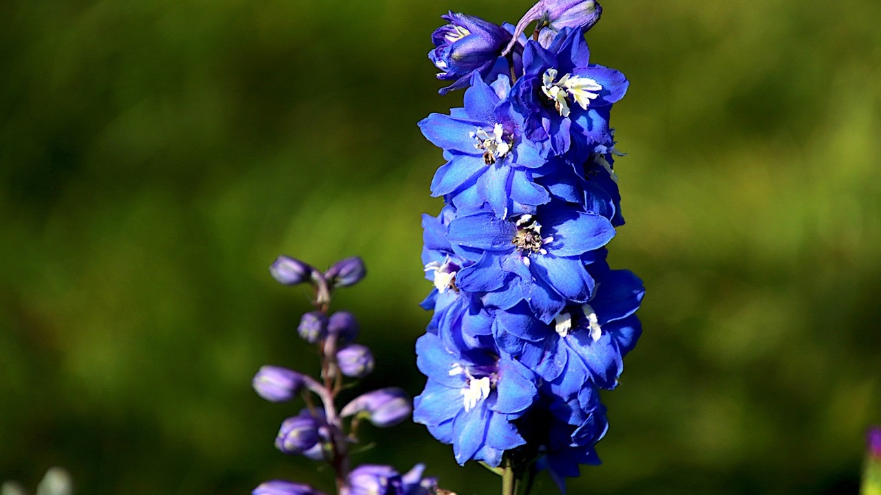 delphinium azzuro