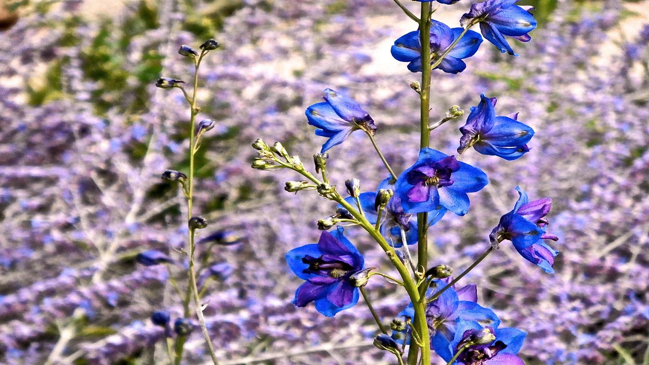 delphinium blu