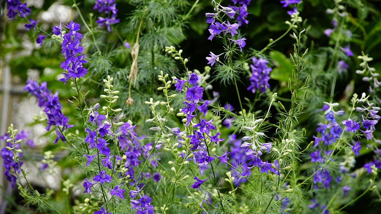 delphinium