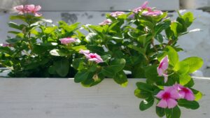 Dipladenia: trucchi e segreti per far prosperare questa pianta da balcone