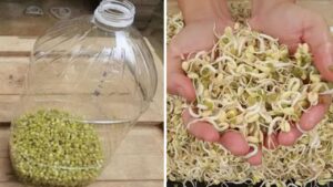 Coltivare germogli di fagioli bianchi in casa utilizzando bottiglie di plastica