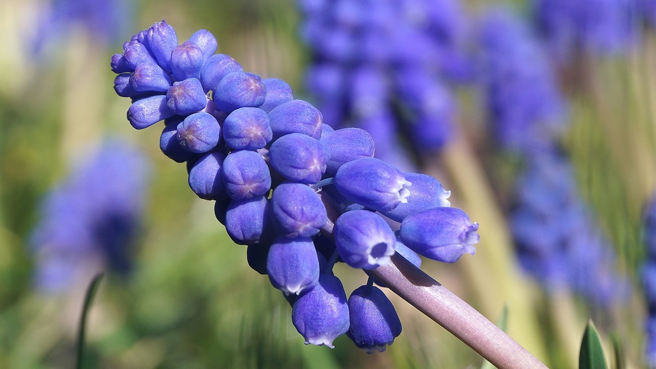 fiori chiedere scusa giacinto