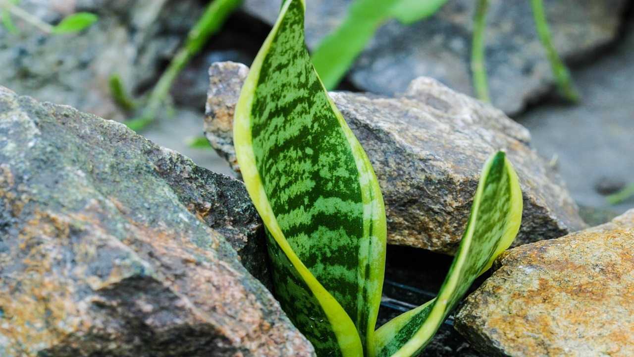 foglie sansevieria