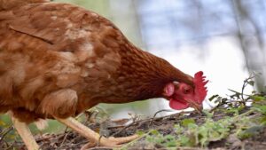 Perché dare del timo alle galline potrebbe essere una buona idea