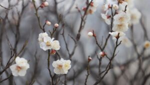 Giardino piccolo? 5 alberi che non occupano troppo spazio