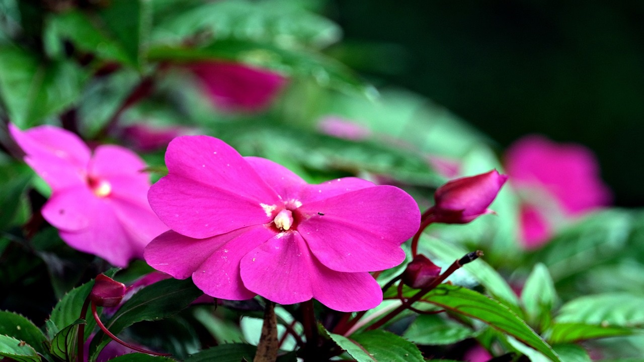 impatiens nuova guinea