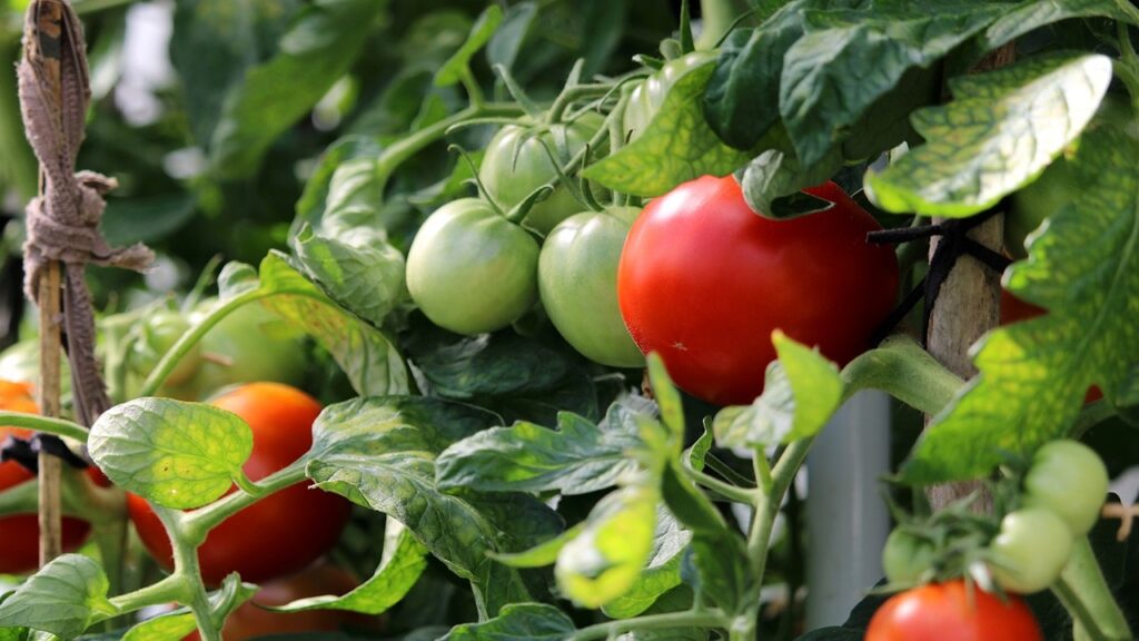 Quando e come innaffiare i pomodori d’estate per non incenerire le piante?