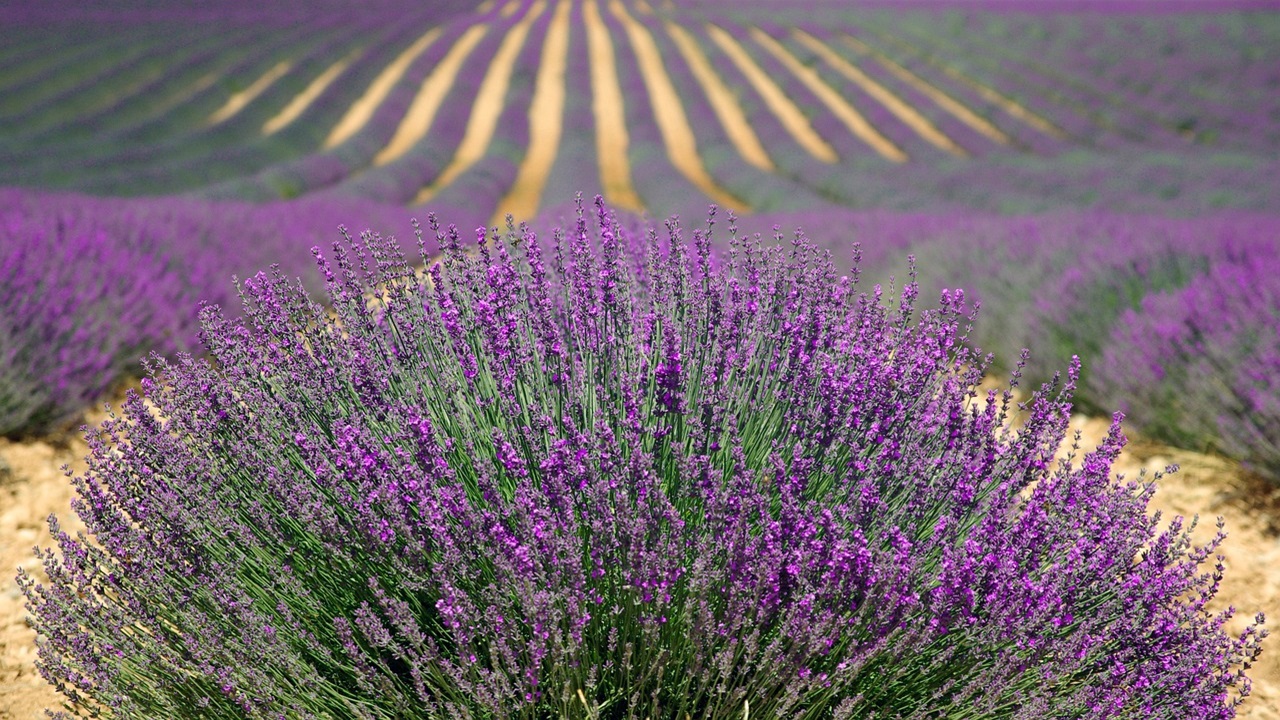 lavanda appassendo