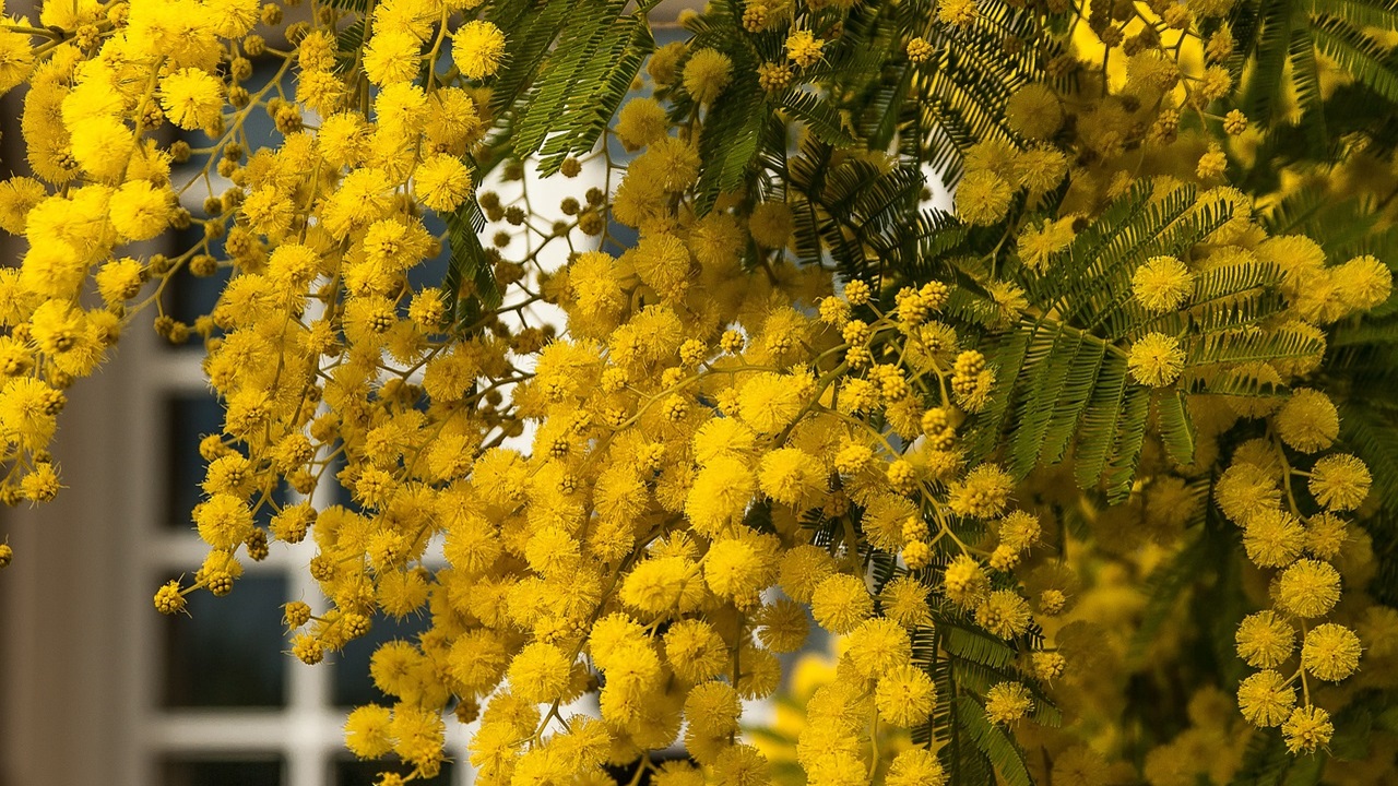 leguminose mimosa