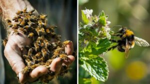 Costruire un santuario per le api: le migliori piante che supportano la proliferazione degli sciami