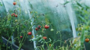 Come prevenire il marciume apicale dei pomodori?
