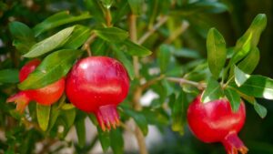 Albero di melograno, una pianta dai frutti gustosi: caratteristiche e cura