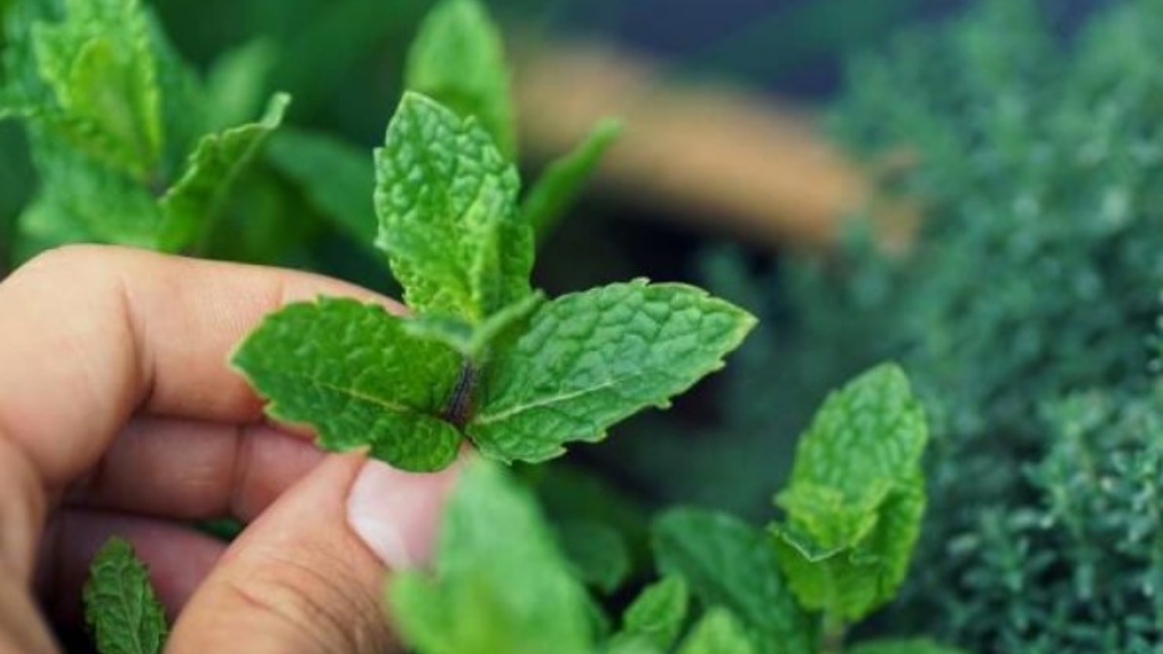 menta raccolta