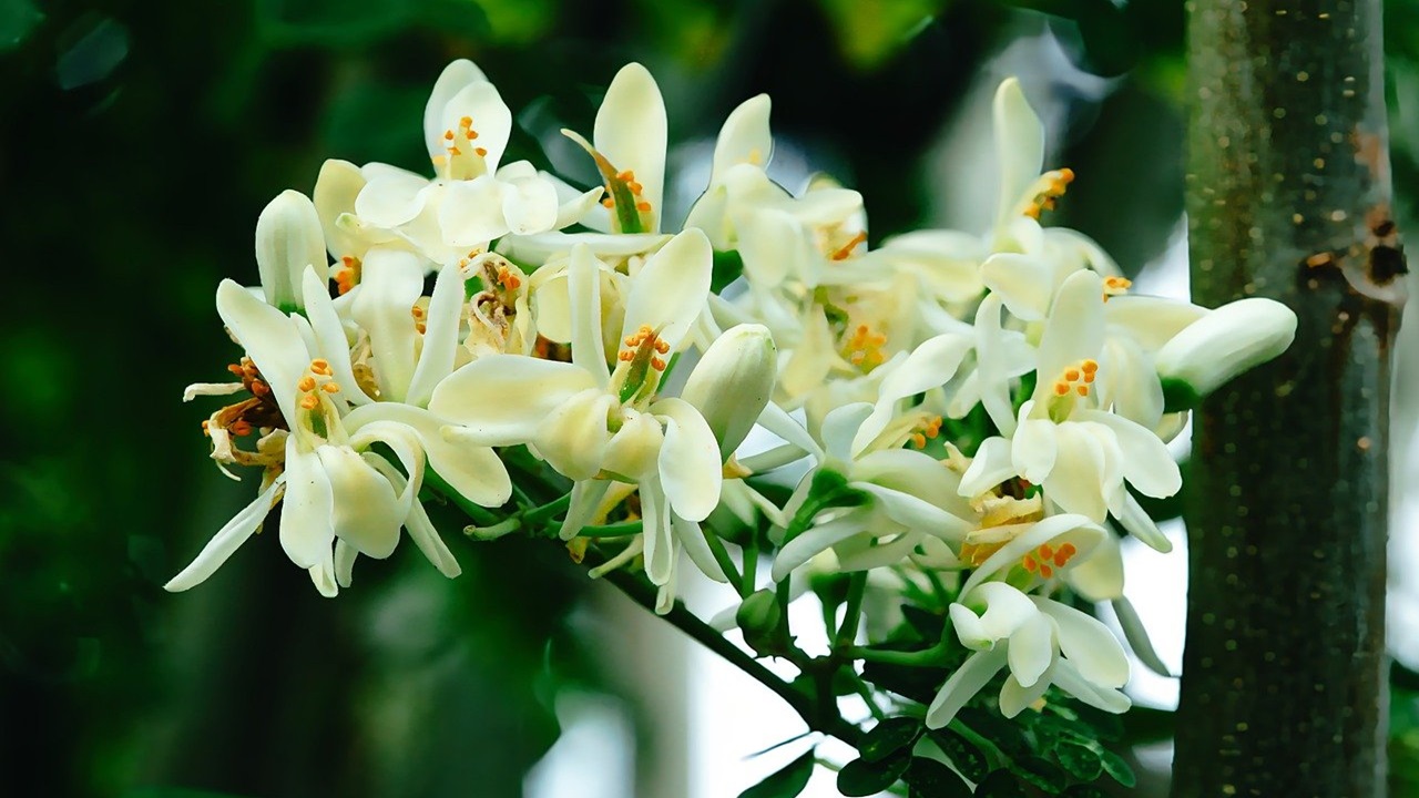 moringa fiori