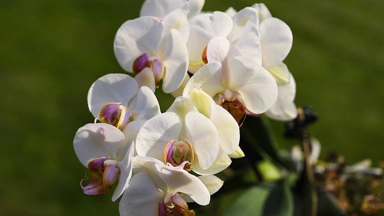 orchidee bianche