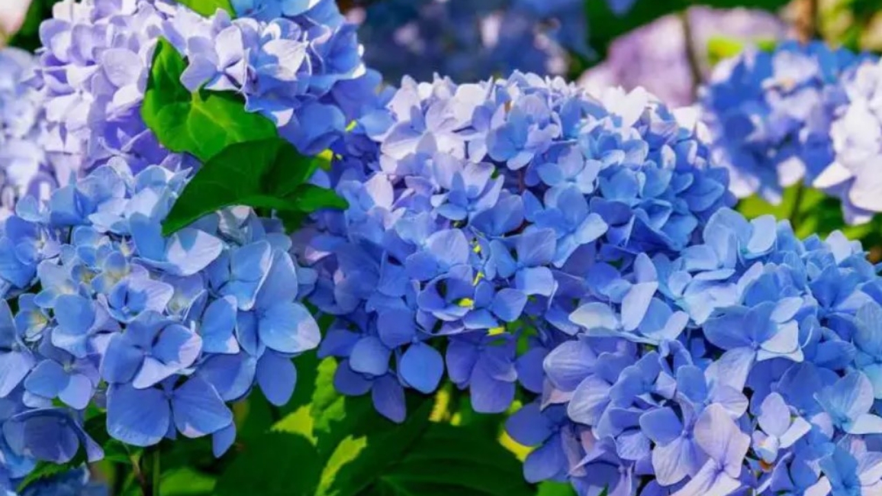 ortensie blu