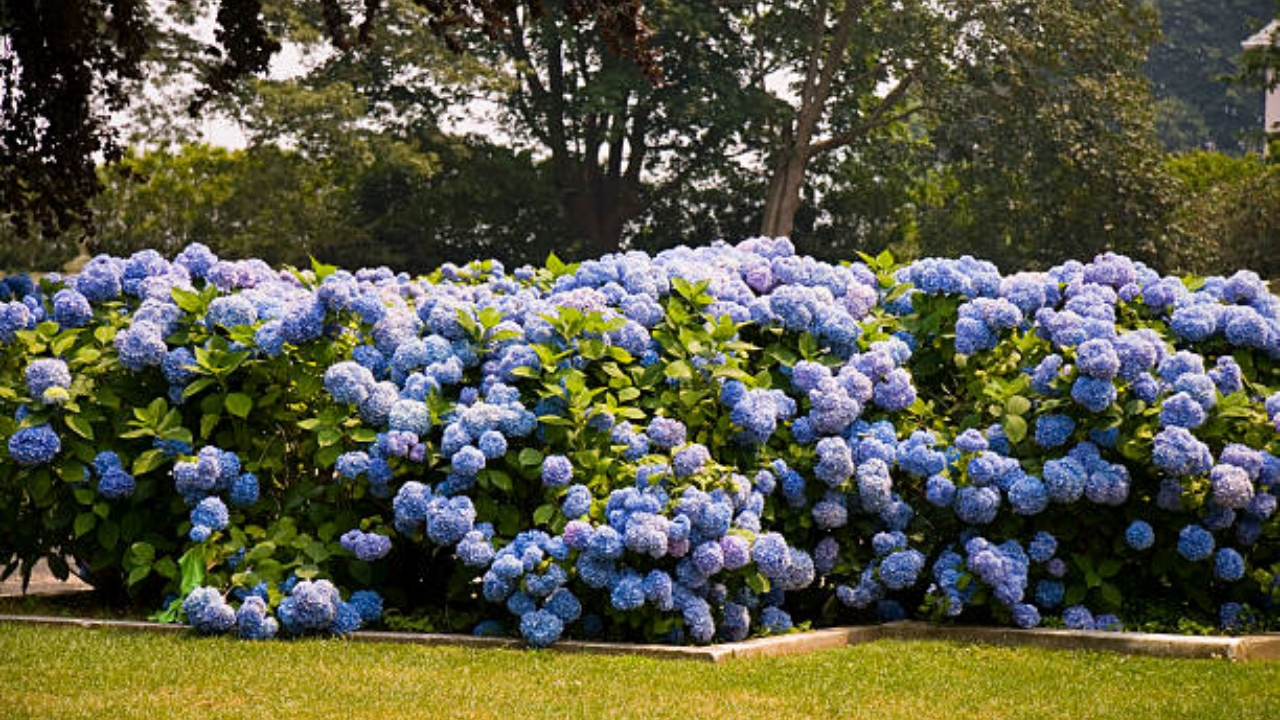 ortensie in giardino