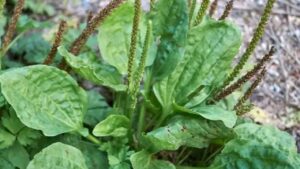 Piantaggine a foglia larga: scopiamo una pianta medicinale naturale