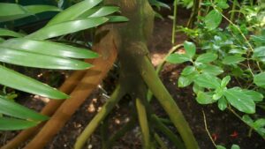 Socratea exorrhiza ovvero gli alberi che camminano dell’Ecuador