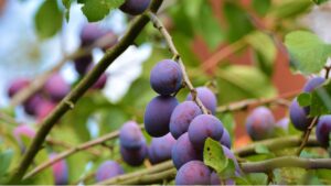 Albero di susine: una pianta dai frutti deliziosi: caratteristiche e coltivazione