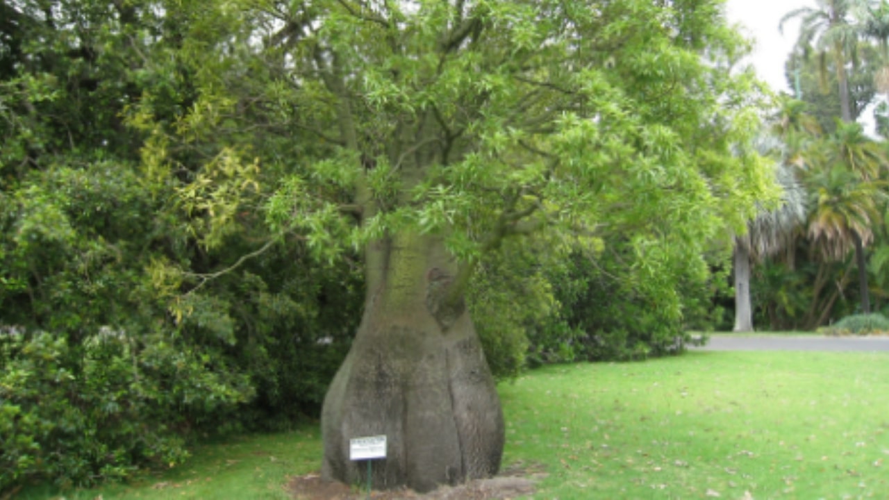 Albero bottiglia caratteristiche