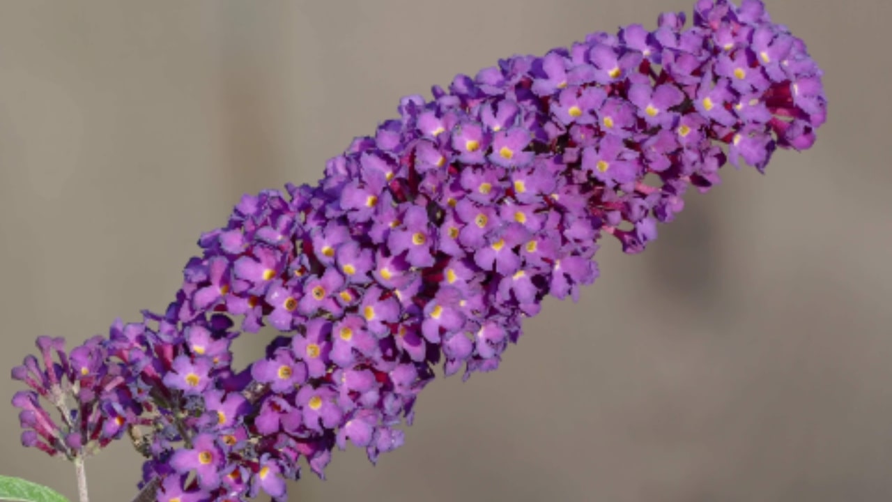 Le caratteristiche della Buddleja